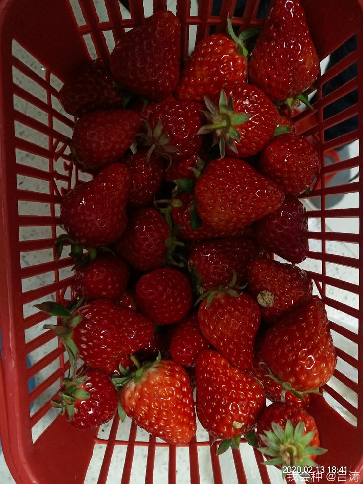 草莓保鲜的8大技术措施果农必看,客户说水果不新鲜了怎么回复
