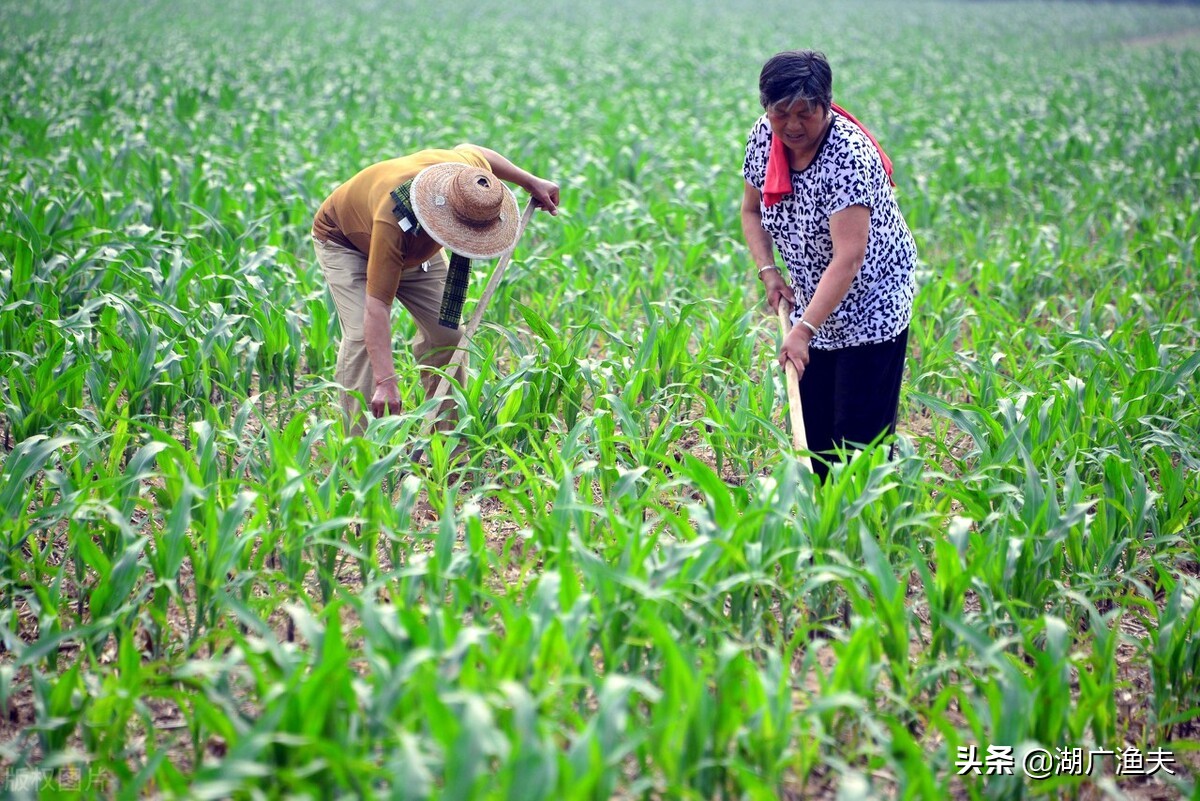 滴尕、推㧐、几咱……湖北话常用词汇,您会写吗(第五批)