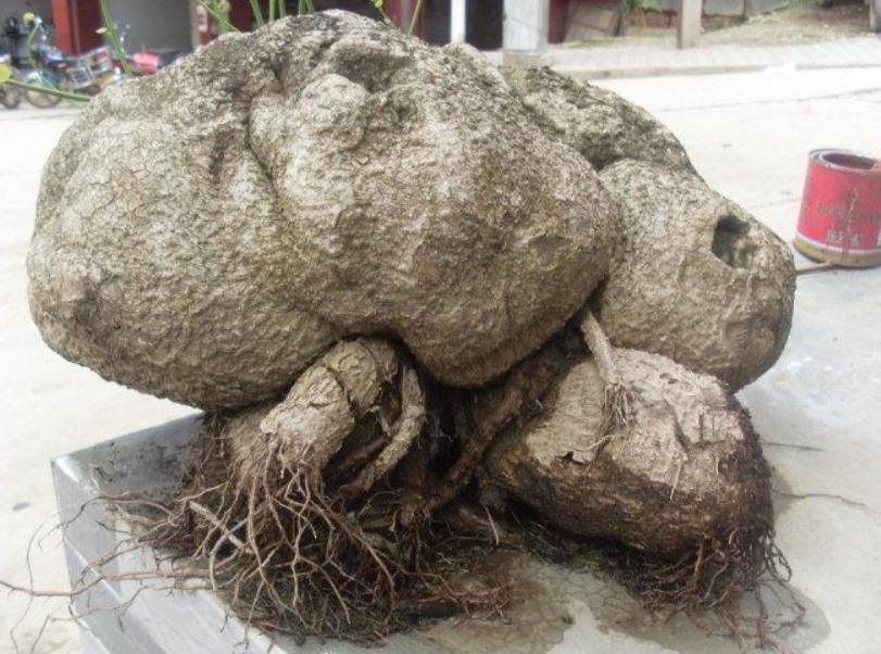 山乌龟盆景养殖方法,30年的山乌龟盆景图片