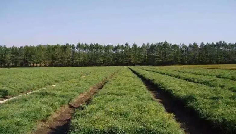 灌木球苗圃每亩盈利多少,苗圃经营新手入门