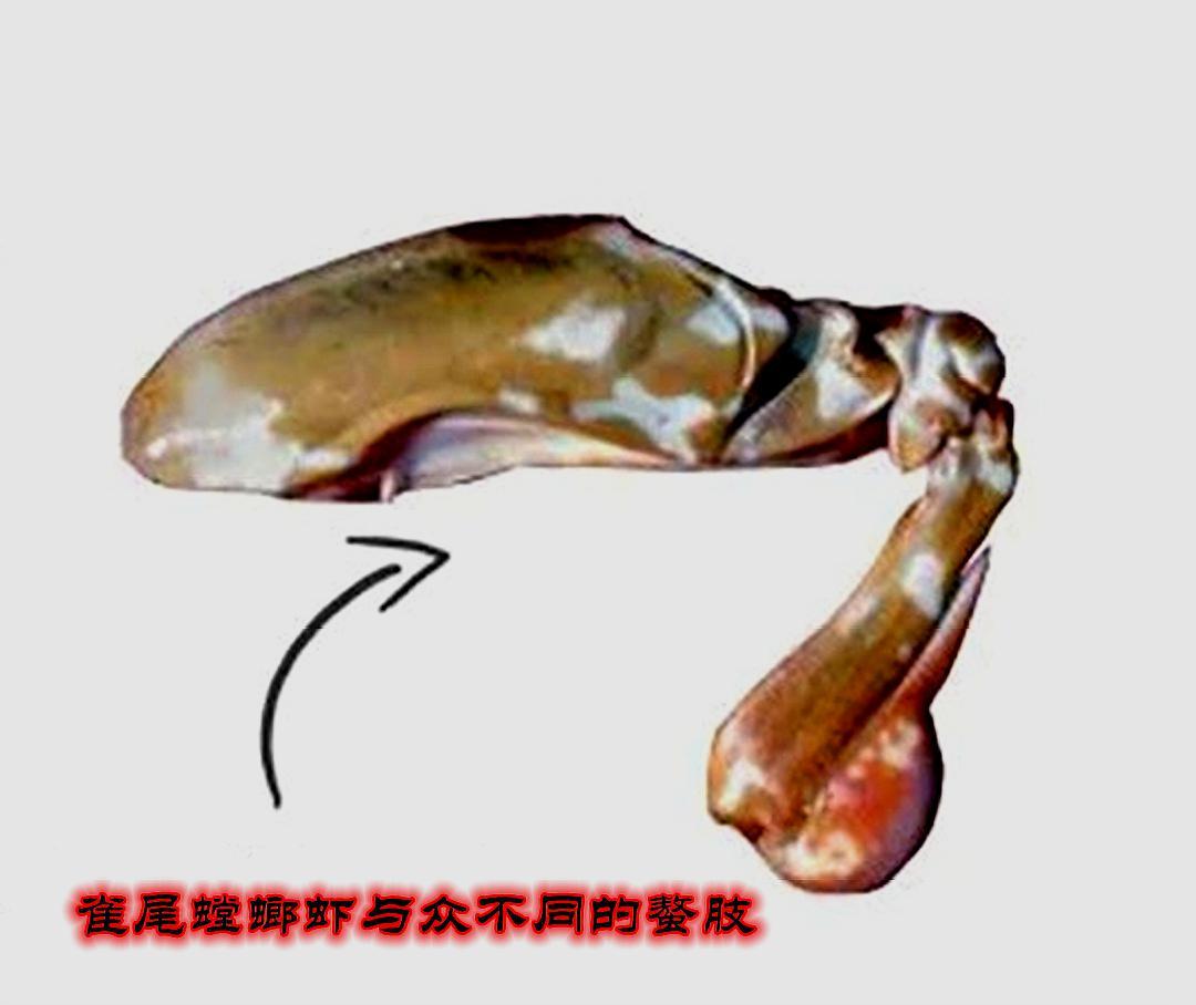 拳风打出音爆,螳螂虾的拳头真的可以击碎鱼缸吗