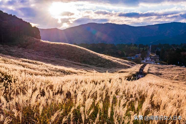 黄金色的芒草，让秋天多了份文艺的风情，日本国内最美芒草名所
