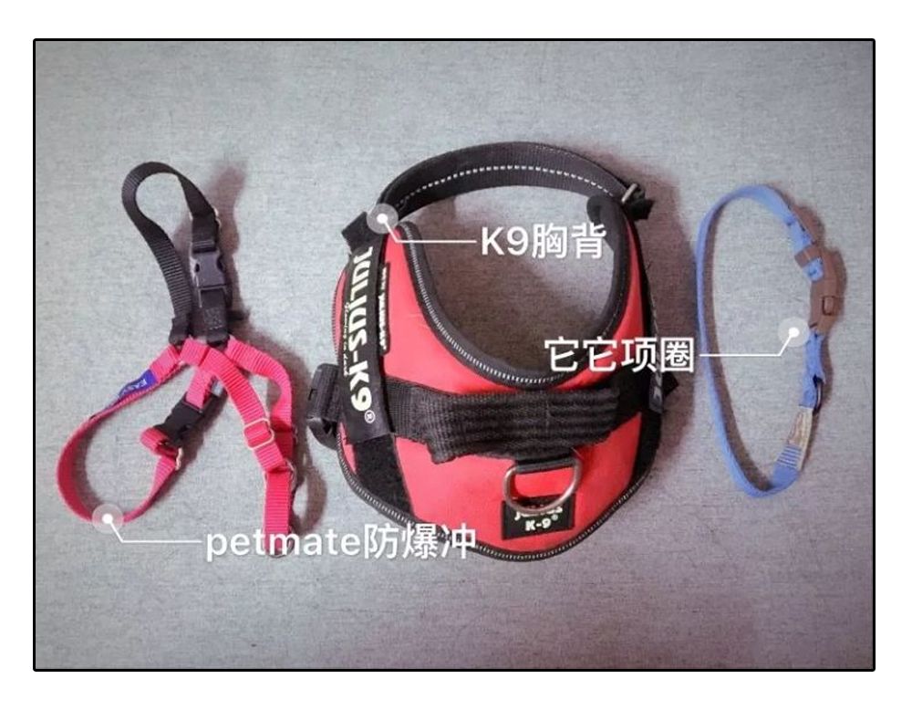 铲屎官安全注意事项,铲屎官遇到危险土狗