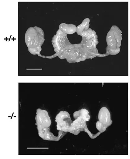 基因敲除小鼠回交,基因敲除小鼠流程