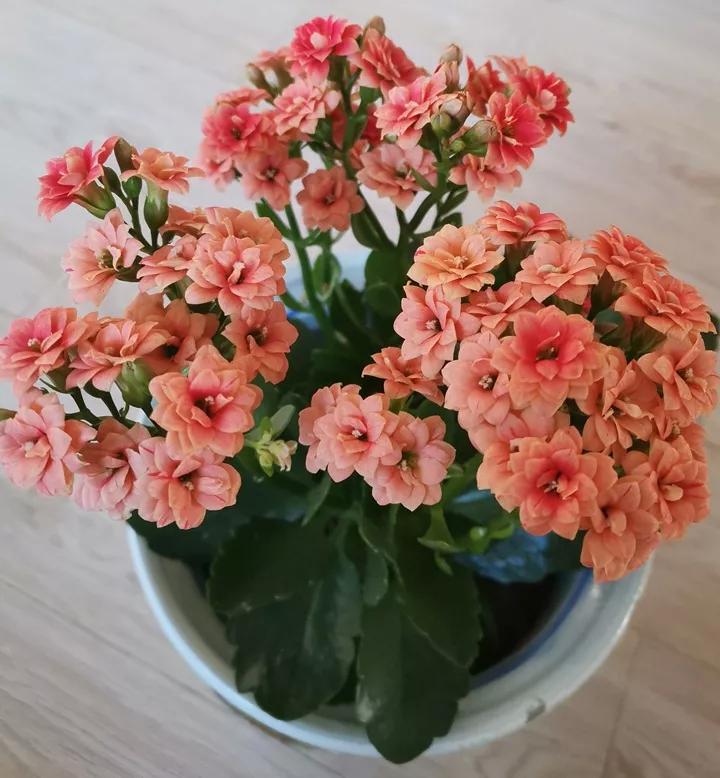 长寿花，寓意好、开花漂亮，花期长，品种多达300个