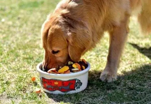 选狗要选哪一种狗最好,老祖宗挑狗术牢记三句口诀