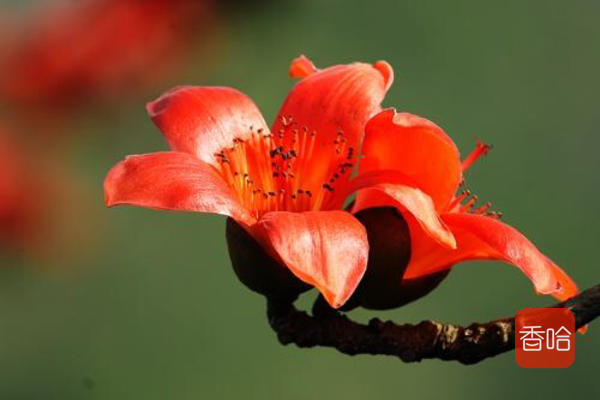 煲什么汤能清热祛湿毒的呢,煲什么汤清热解毒祛湿