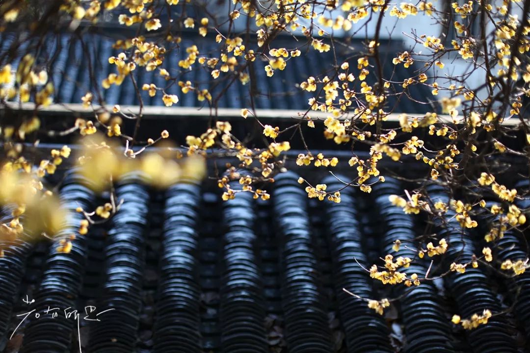 离上海仅1小时，这3座小众安静的江南名园，可惜大多数都没听过！