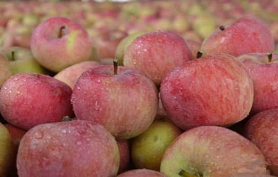 以前的苹果为什么这么火,国光苹果现状