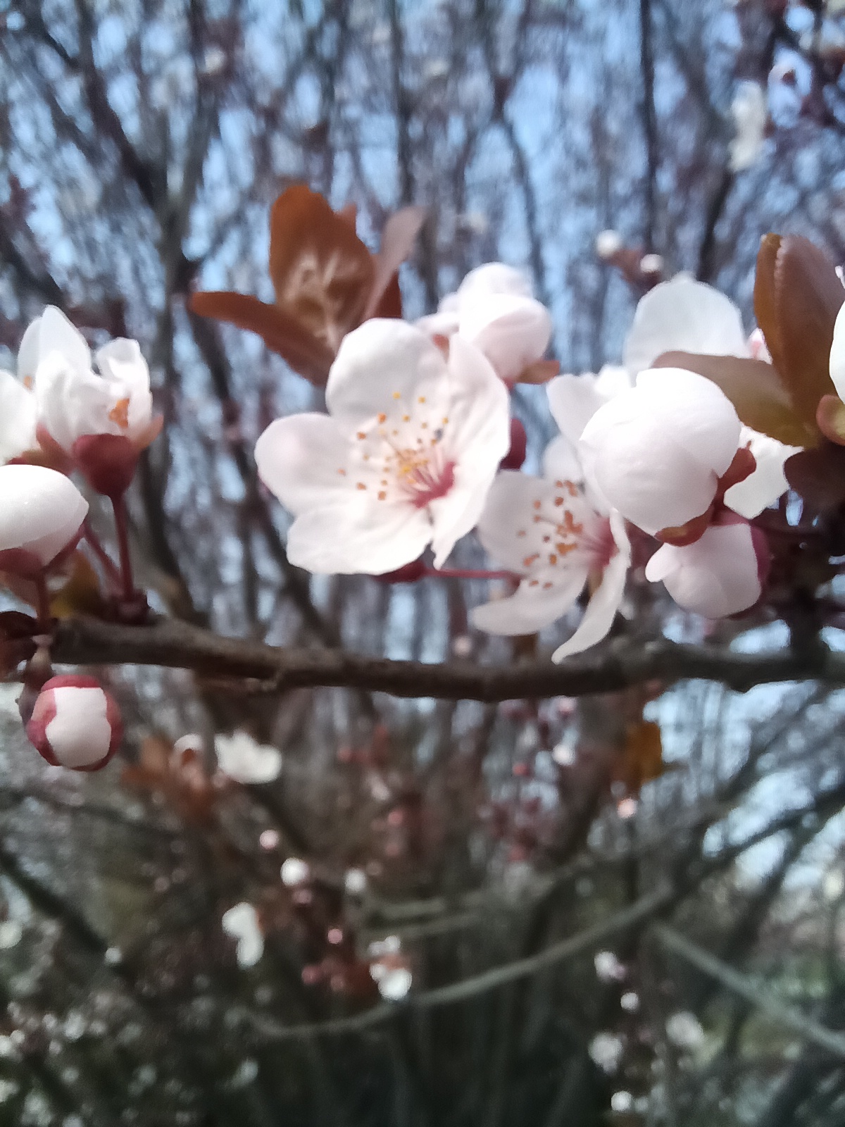 春暖花开正当时,丰县河滨公园成了很多丰县人的休闲胜地