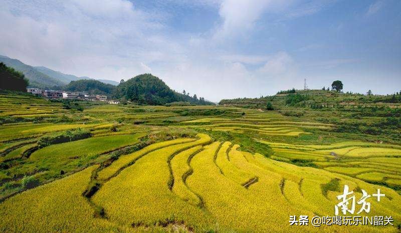 韶关马坝油粘米代理,正宗韶关马坝油粘米谷种