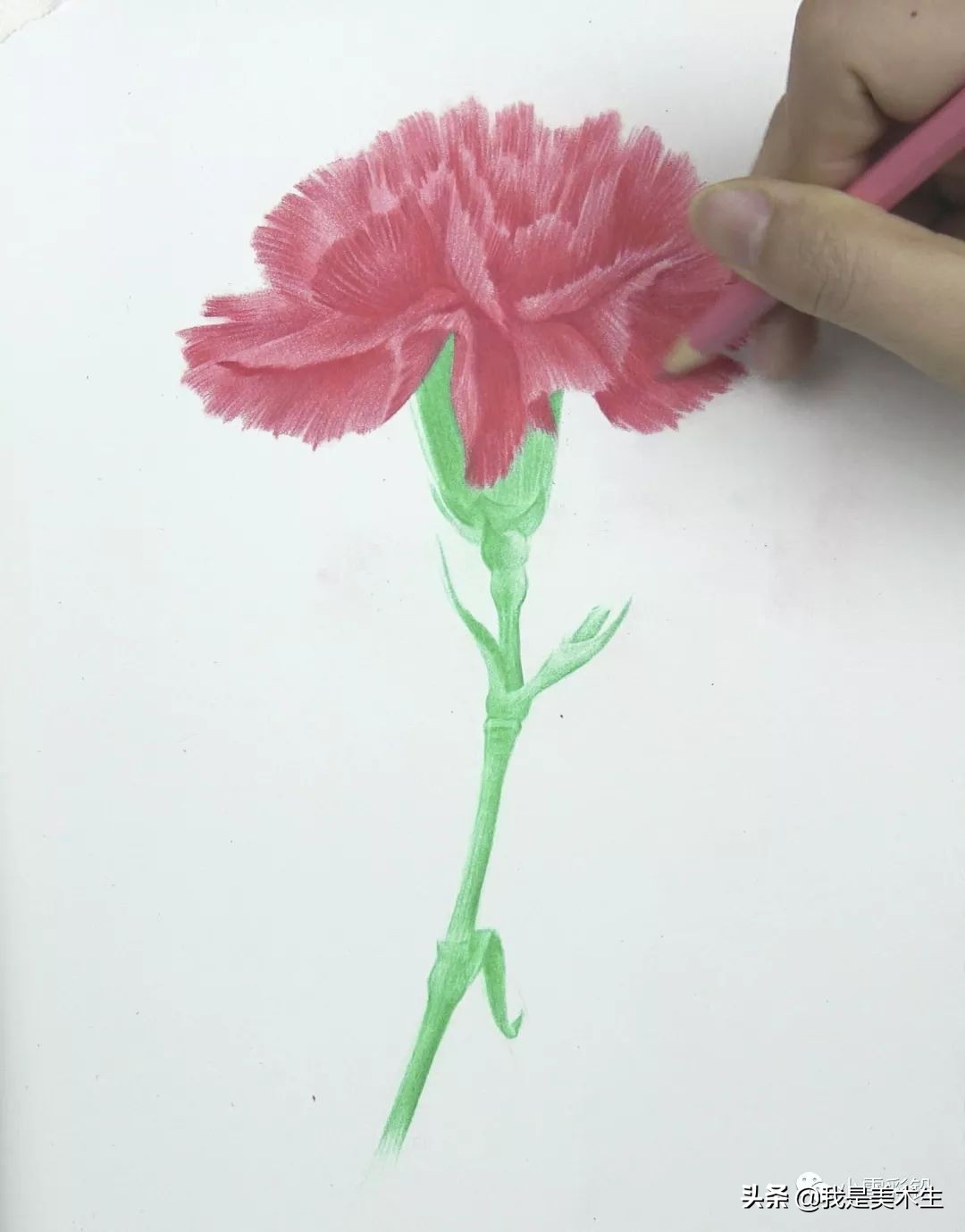 怎么画一束美丽的彩铅康乃馨,怎么用彩铅给纸做康乃馨上色