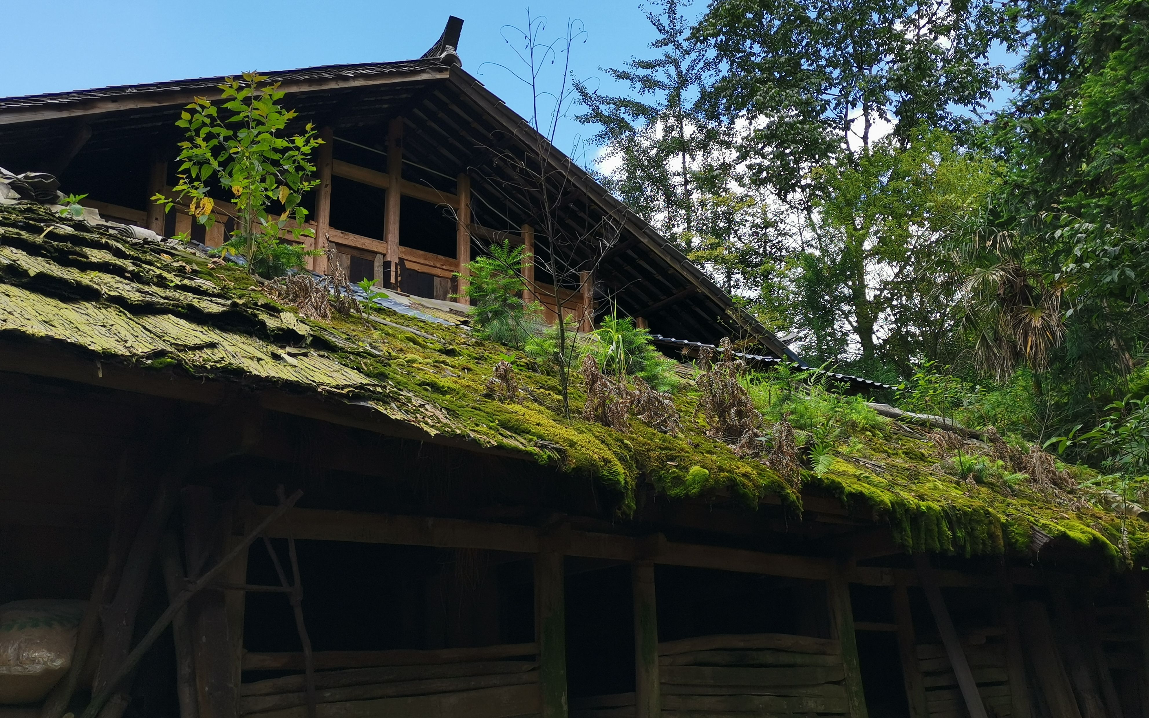 土家村寨枫香河：木楼重生追回落后的三十年