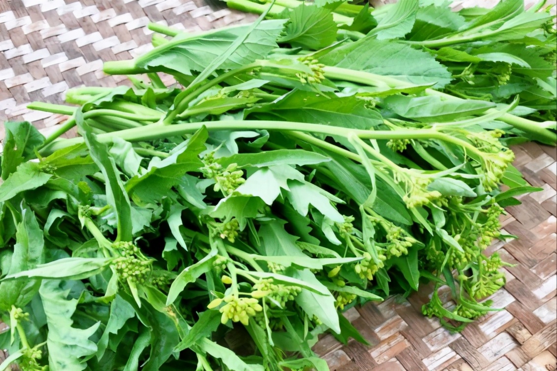 叶菜品类表,叶菜类一览表