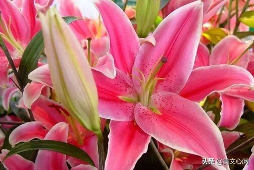 美文心阅：百合花开