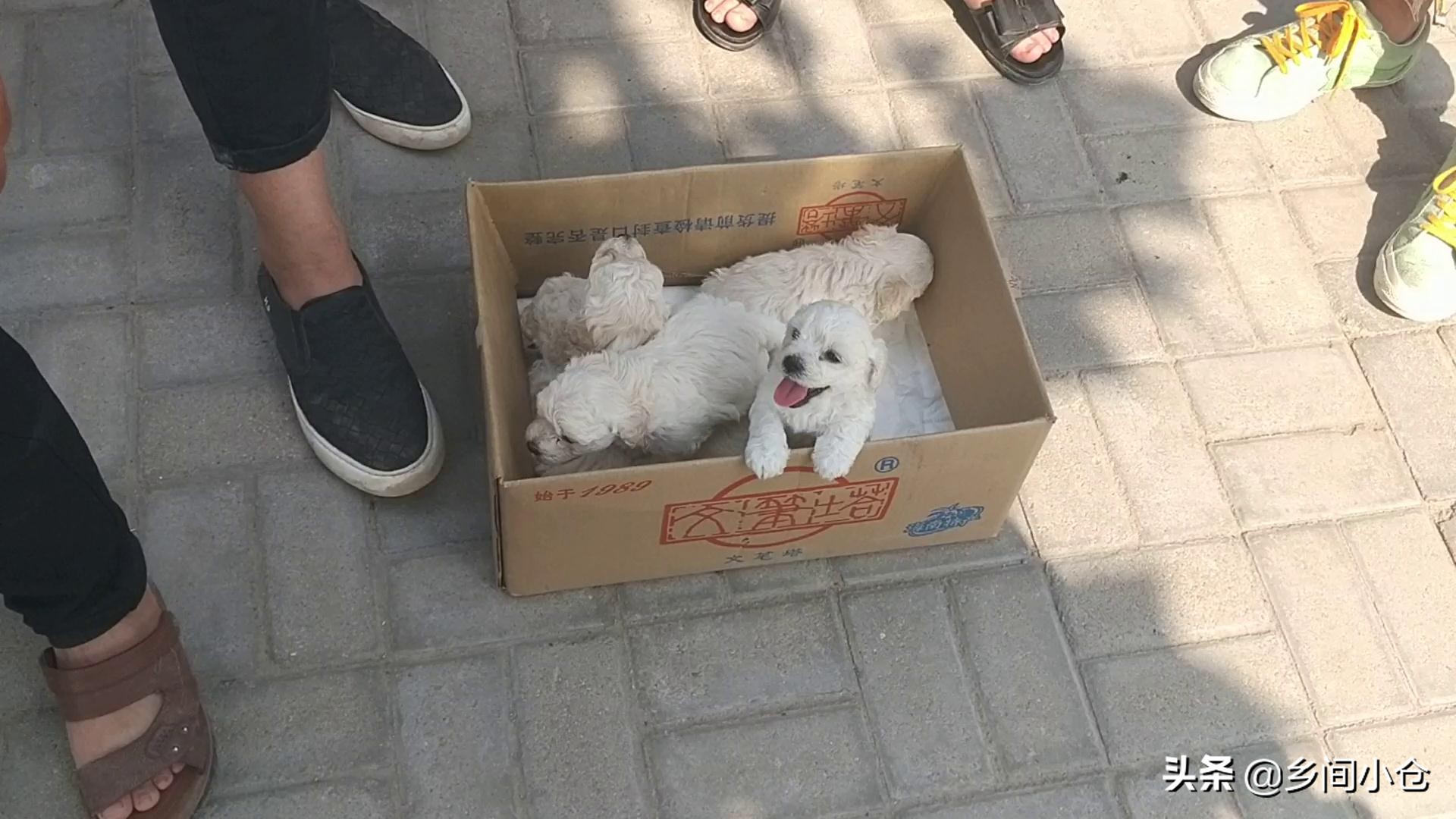 豫东最大狗市在哪里 (豫东南最大的狗市在哪里)