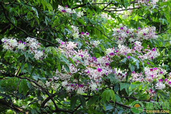 2022年春分是几号属什么,春分节气祝福语几号是春分