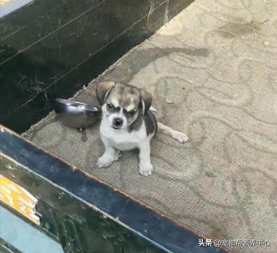 除夕，身上恶臭的萨摩耶在家门口流浪：为什么要抛弃我？