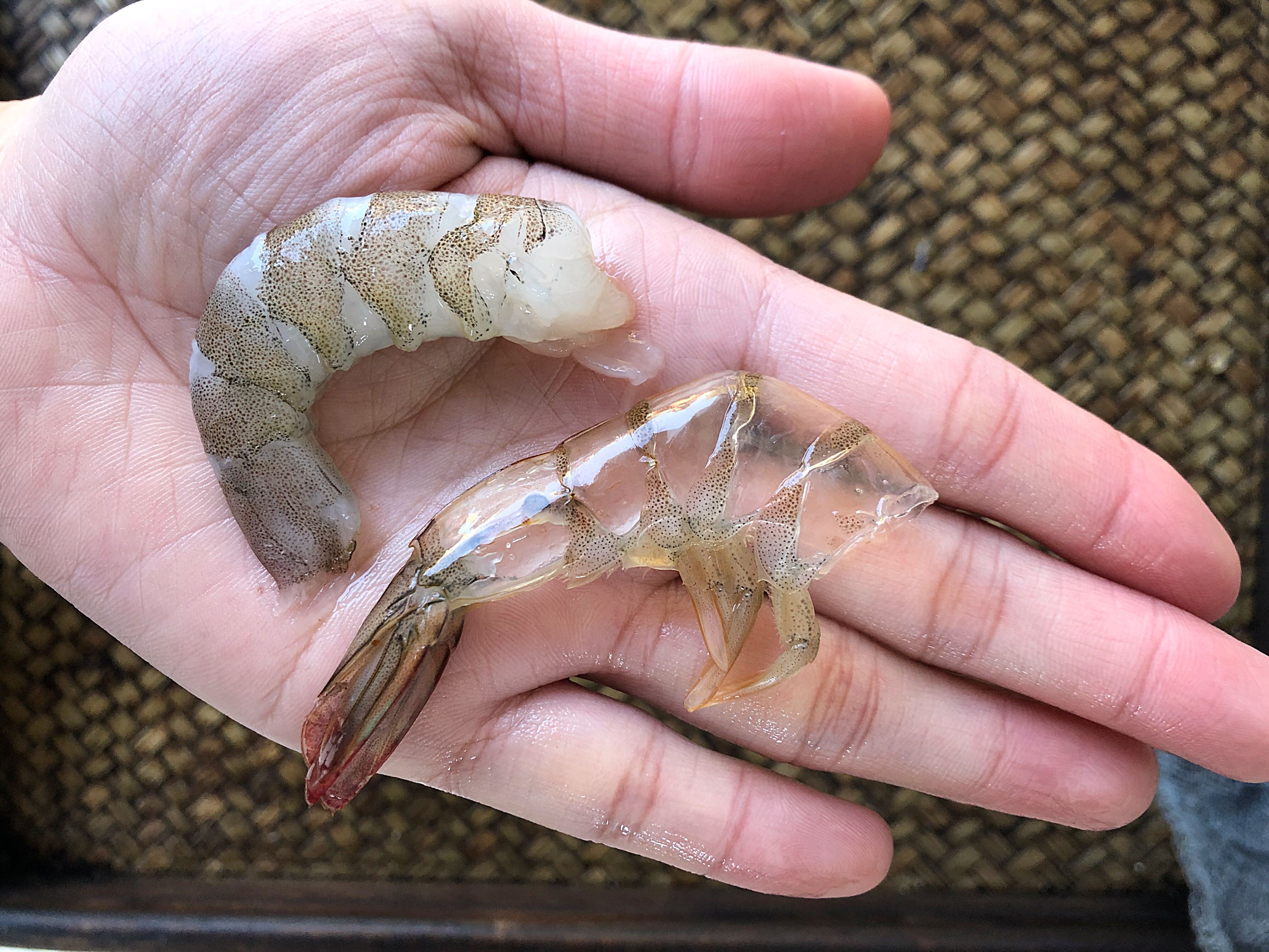 活虾仁怎么去虾壳不用冰箱,剥虾仁小妙招视频观看