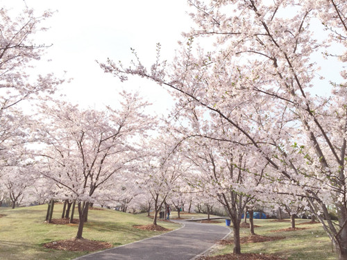 上海这个公园竟也藏着唐风古韵,上海公园风景