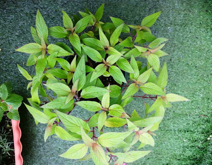 如何打造薰衣草花海,怎么制作薰衣草香氛