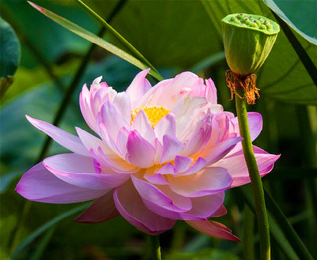 莲君子,莲如何养才能开花