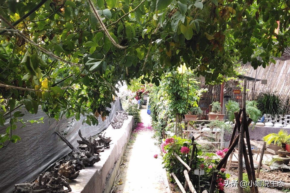 美如画的农场,美如画的生态园