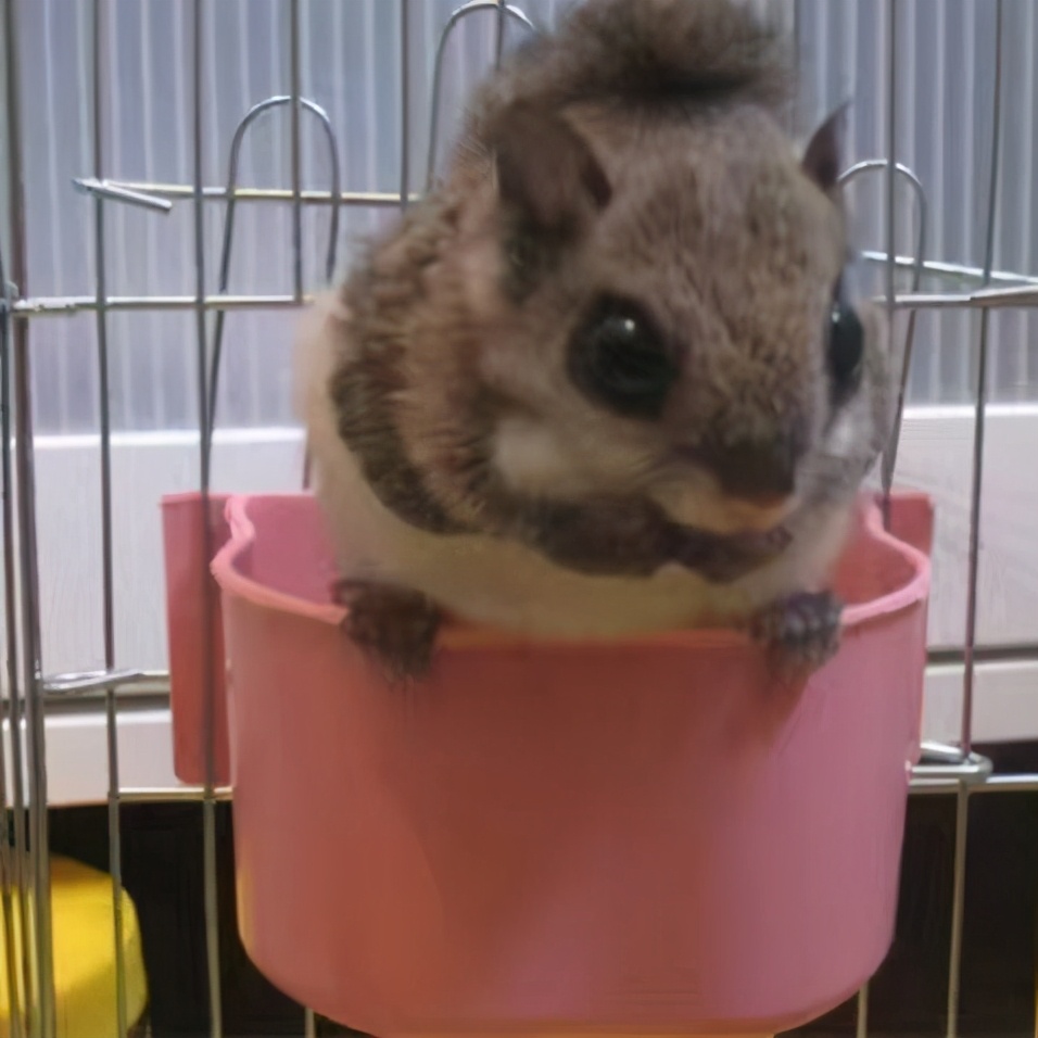 被蜜袋鼯咬出血需要打疫苗或者破伤风嘛，正确的处理方式是什么