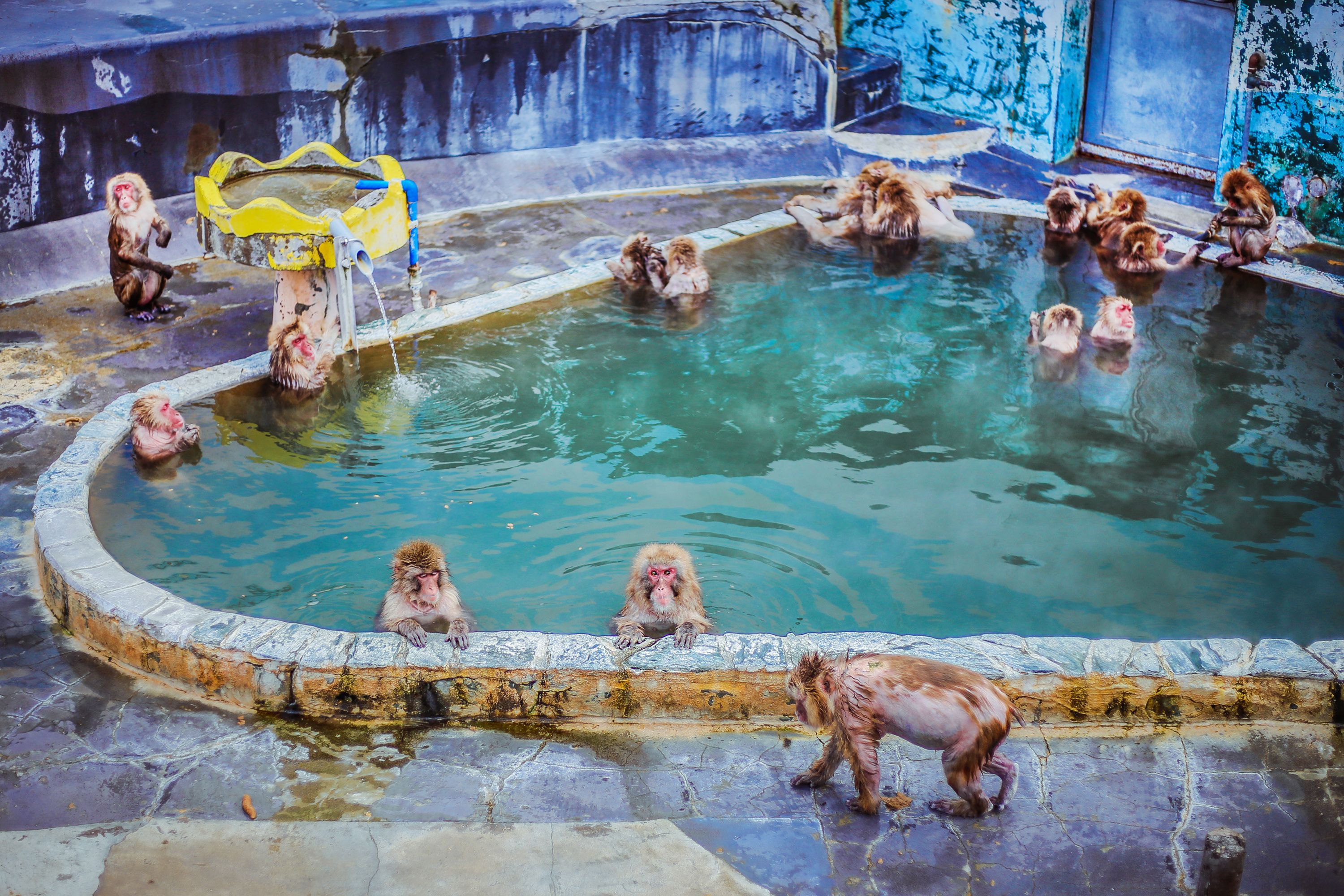 这群猴子拥有龙命，工作就是泡温泉，游客：命还不如一只猴子好