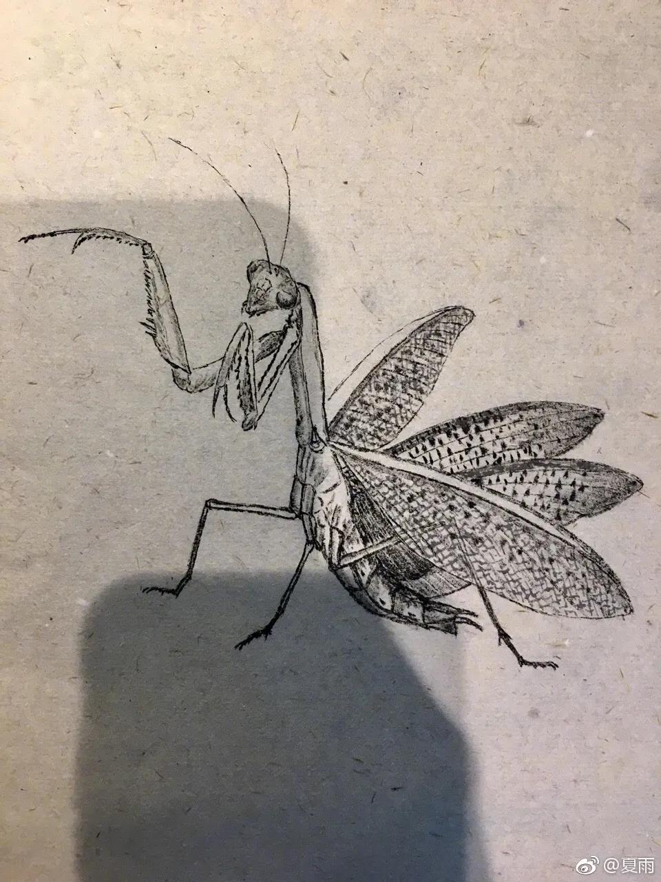 影帝夏雨书法真迹,演员夏雨晒书法作品