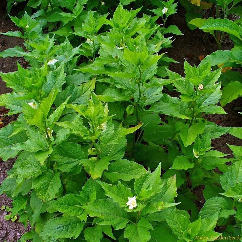 有类似假酸浆的植物吗,假酸浆植物有哪些