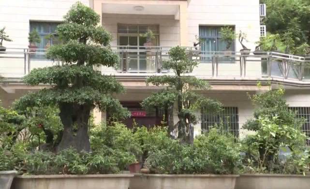 小伙创业直播卖货变成亿万富翁,临沂小伙花200元卖盆景