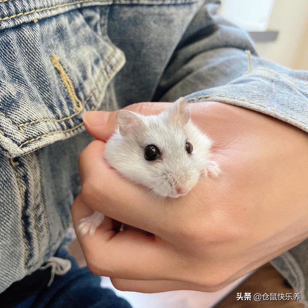 胆小仓鼠,仓鼠胆小一直躲在角落