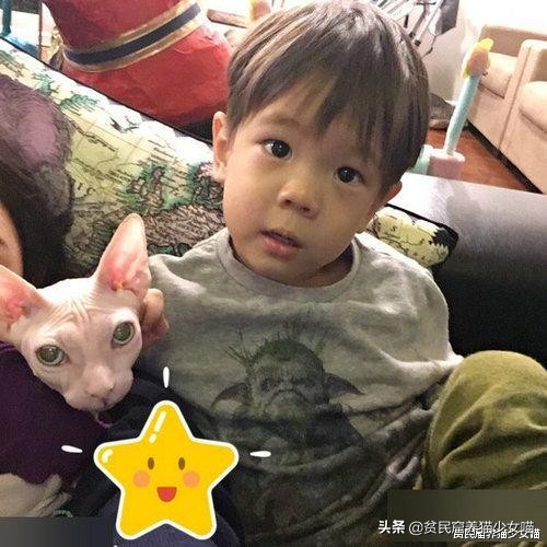 无毛猫到底是不是骗人的,无毛猫过敏了什么样