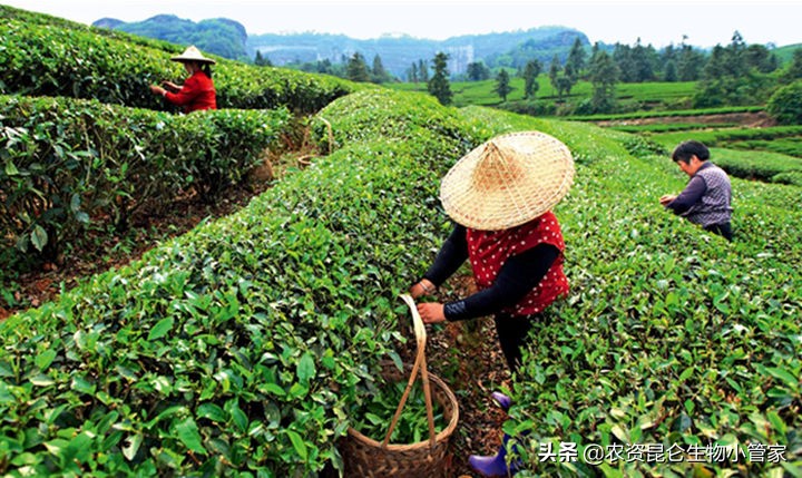 茶树黄叶病怎么治,茶树枯萎发黄怎么修剪