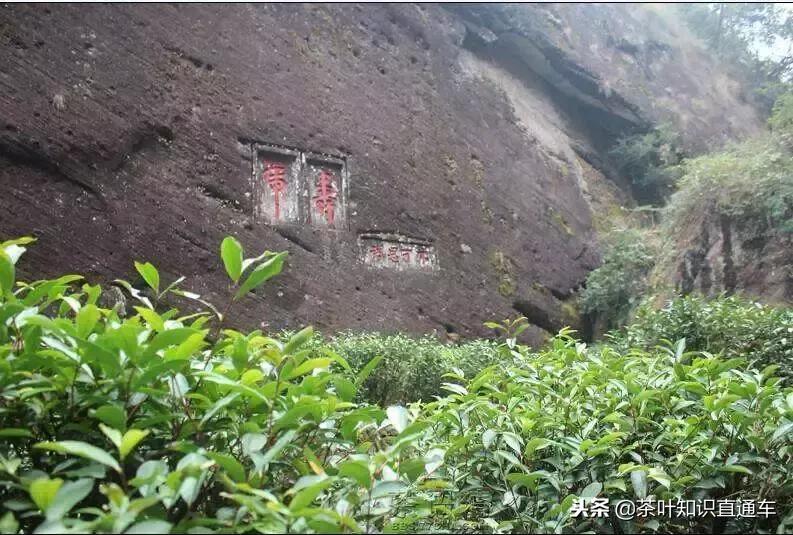 武夷岩茶里“坑、涧、窠、窝、洞、峰、岩”的奥妙