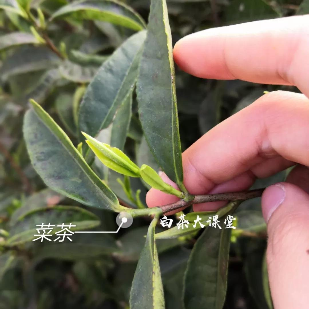 白茶是什么滋味,白茶讲的什么