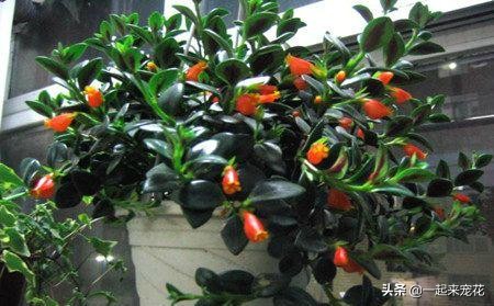 金鱼吊兰冬天怎么养才能爆盆,金鱼吊兰夏天能插活吗