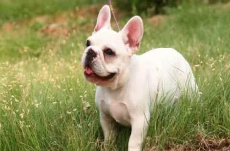 新手法斗到底如何养,法斗有多可爱就有多难养