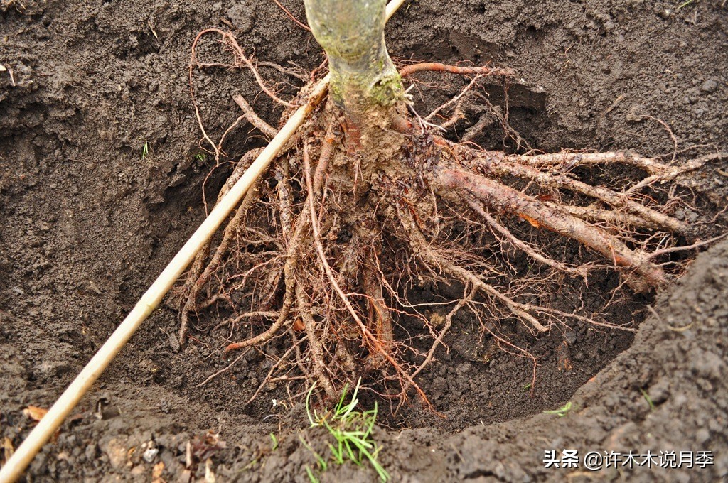 月季的养护方法和管理,月季的养护方法及注意事项