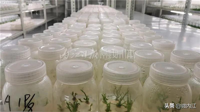 厉害发明专利,厉害了中国的技术