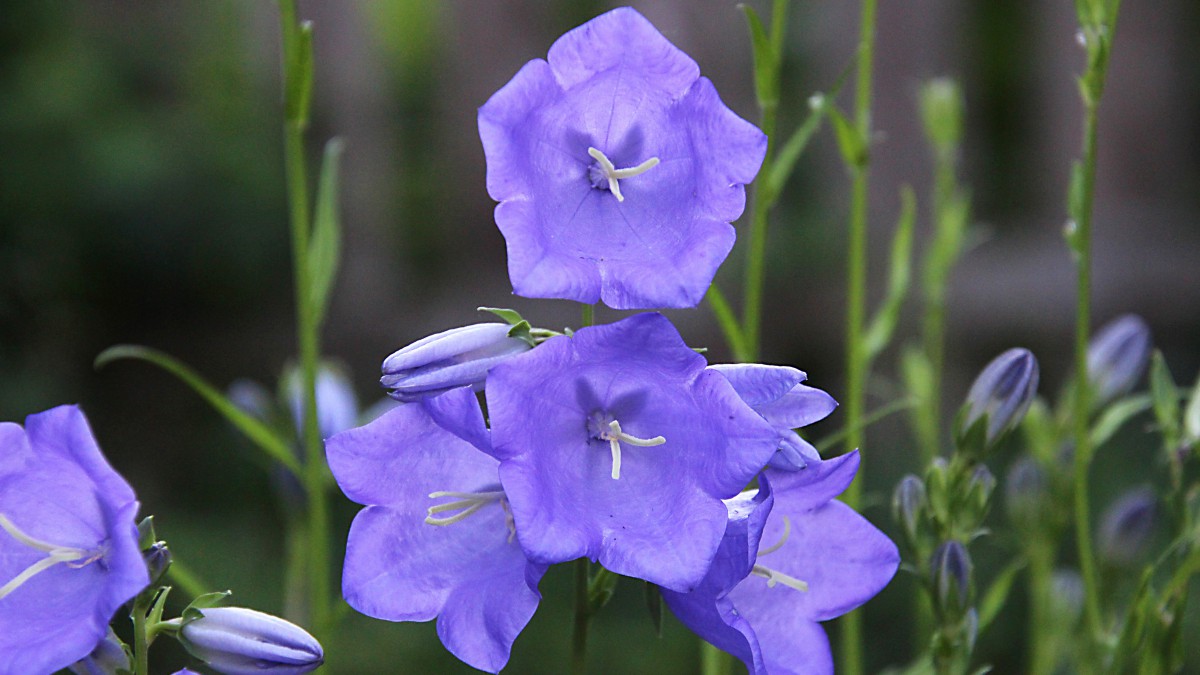 樱花植物有哪些品种,植物世界系列