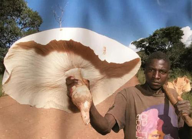 被上帝认为不洁的蘑菇，凭什么能“纵横”于神州大地