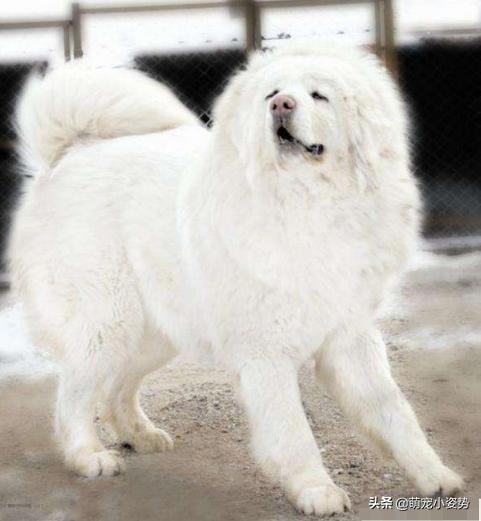 土狗分为哪三种狗品种呢,小土狗都有哪种品种的狗