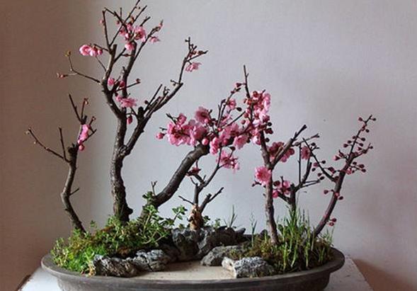 闹了这么多年的笑话，现在才知道不叫“腊梅”，盆栽原来也很简单