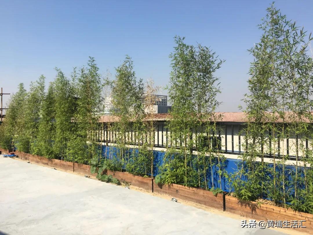 黄埔古港打卡点,黄埔古港广州打卡圣地