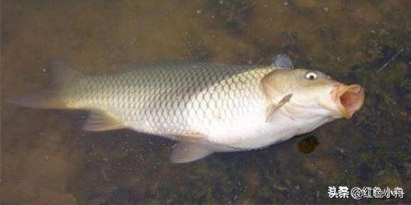 野钓鲤鱼用单钩还是用双钩好,路亚滑漂钓鲤鱼用单钩还是双钩