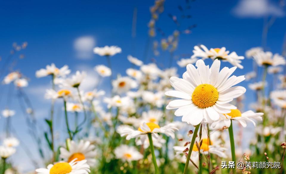 新手必备10款基础精油,单方精油40种精油的功效与用法