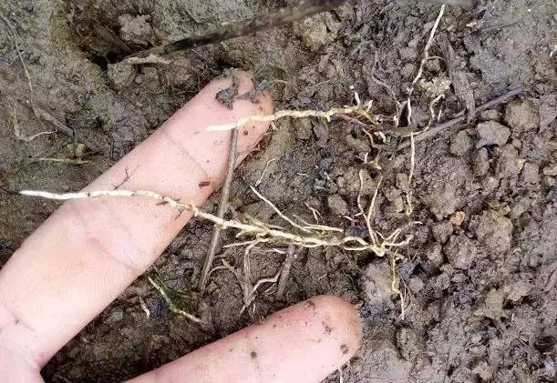 柑橘各生长期需求元素,柑橘富含的微量元素分别有什么用