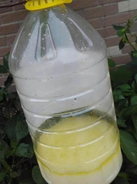 在家养花里面浇点简单的什么,家庭养花可以浇橘子皮水吗